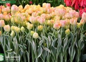 Tulipa Happy Upstar (2)
