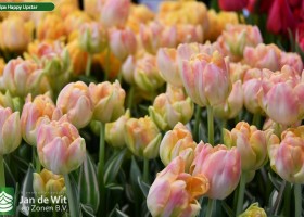 Tulipa Happy Upstar (3)