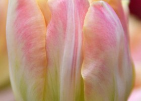 Tulipa Happy Upstar (4)