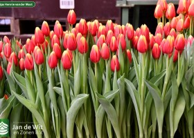 Tulipa Hennie vander Most (2)