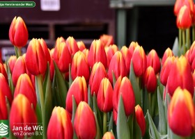 Tulipa Hennie vander Most (3)