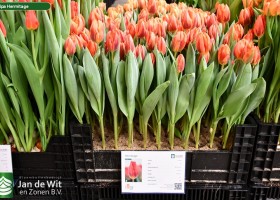 Tulipa Hermitage (1)