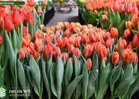 Tulipa Hermitage (2)