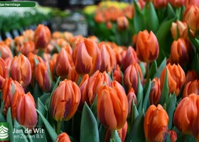 Tulipa Hermitage (3)