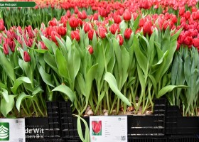 Tulipa Hotspot (1)