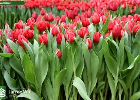 Tulipa Hotspot (2)