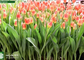 Tulipa Hypnose (2)