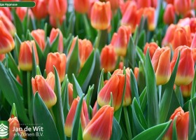 Tulipa Hypnose (3)