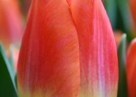 Tulipa Hypnose (4)