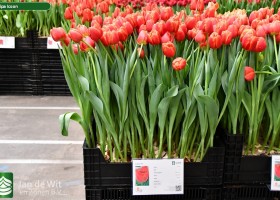 Tulipa Icoon (1)