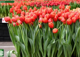 Tulipa Icoon (2)