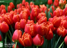 Tulipa Icoon (3)
