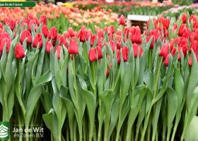 Tulipa Ile de France (2)