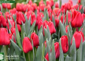 Tulipa Ile de France (3)