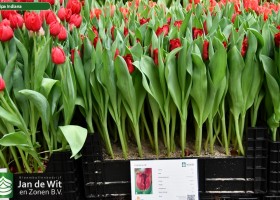 Tulipa Indiana (1)