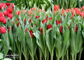 Tulipa Indiana (2)