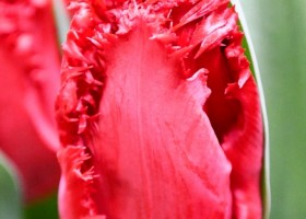 Tulipa Indiana (4)