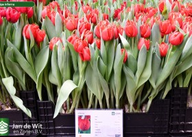Tulipa Inferno (1)