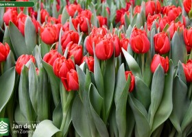 Tulipa Inferno (2)
