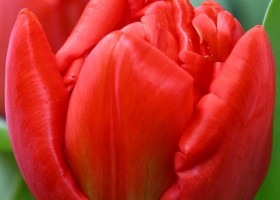 Tulipa Inferno (4)