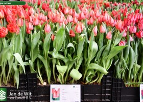 Tulipa Jochem (1)
