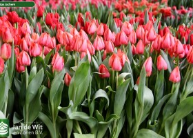 Tulipa Jochem (2)