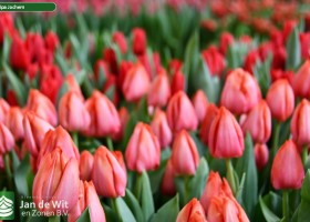Tulipa Jochem (3)