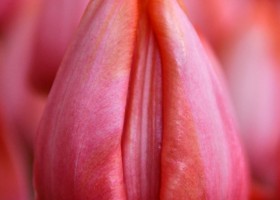 Tulipa Jochem (4)