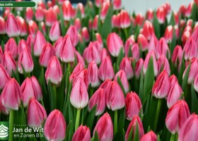 Tulipa Joëlle (3)