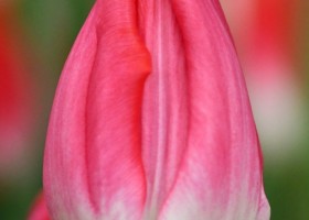 Tulipa Joëlle (4)