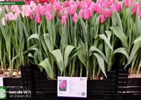 Tulipa Jumbo Pink (1)
