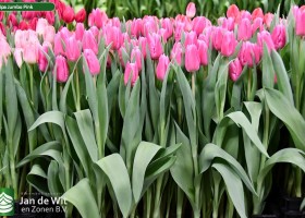 Tulipa Jumbo Pink (2)