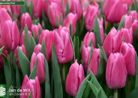 Tulipa Jumbo Pink (3)