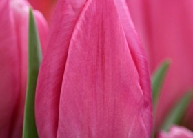 Tulipa Jumbo Pink (4)