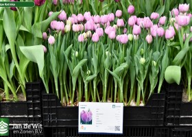 Tulipa Katinka (1)