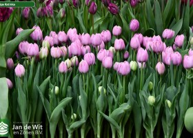 Tulipa Katinka (2)