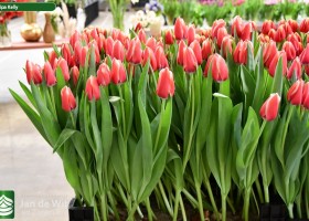 Tulipa Kelly (2)