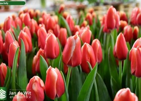 Tulipa Kelly (3)