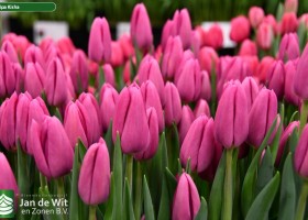 Tulipa Kisha (3)