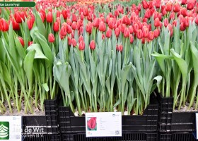 Tulipa Laura Fygi (1)