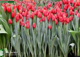 Tulipa Laura Fygi (2)