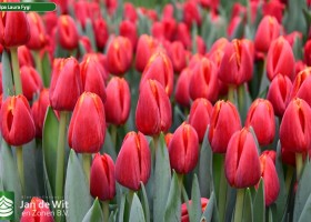 Tulipa Laura Fygi (3)