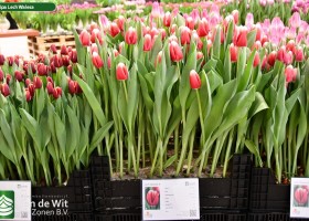 Tulipa Lech Walesa (1)