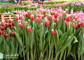 Tulipa Lech Walesa (2)