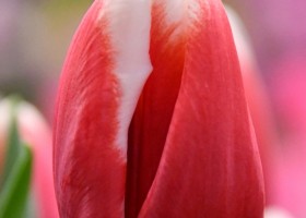 Tulipa Lech Walesa (4)
