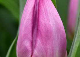 Tulipa Light Pink Prince (4)