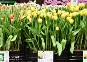 Tulipa Limousine (1)