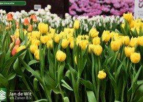 Tulipa Limousine (2)