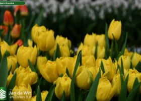 Tulipa Limousine (3)