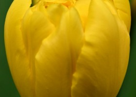 Tulipa Limousine (4)